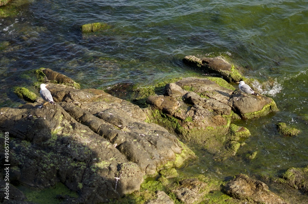 Seagulls Resting on Mossy Rocks Seagulls Resting on Mossy Rocks