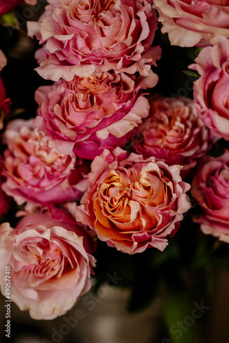 rose pink, close-up © DianaNovikova