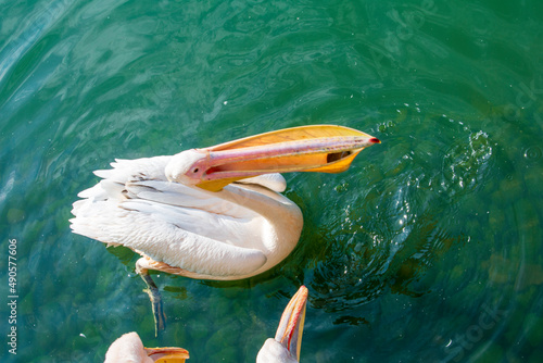 Aviary for waterfowl with pelicans in the Kharkiv Zoo, Ukraine. The photo was taken on October 12, 2021 at the Kharkiv Zoo, st. Sumska, 35, Kharkiv, Ukraine.