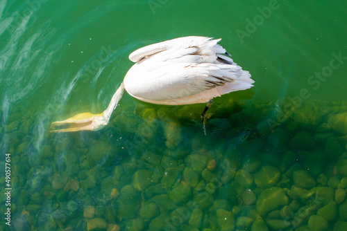 Aviary for waterfowl with pelicans in the Kharkiv Zoo, Ukraine. The photo was taken on October 12, 2021 at the Kharkiv Zoo, st. Sumska, 35, Kharkiv, Ukraine.
