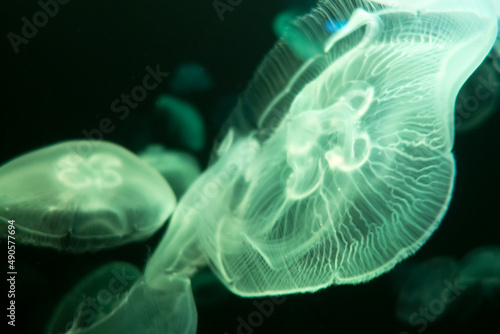 Jellyfish floating in ocean