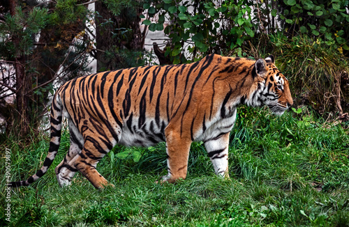 Bengal tiger walking on the lawn. Latin name - Panthera tigris tigris