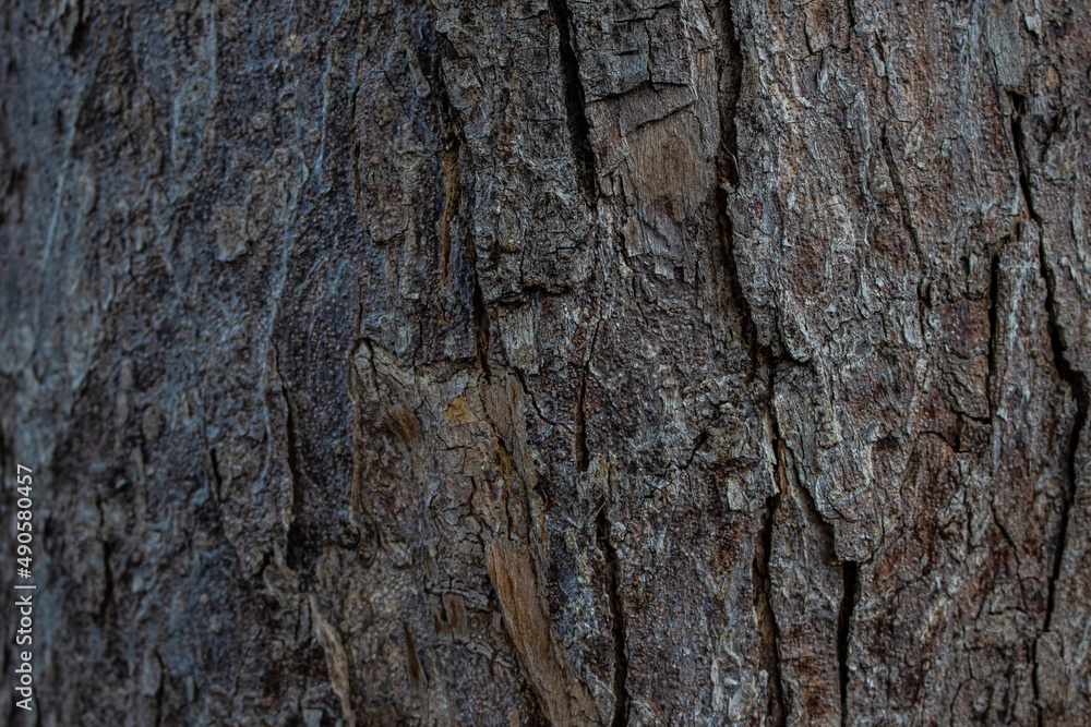 Tree texture Tree texture