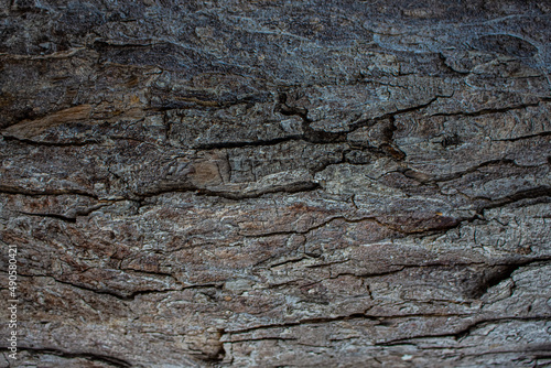 Grey wood tree texture