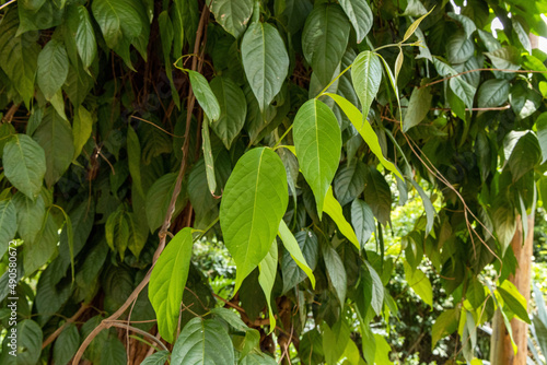 Folhas do Cipó Mariri Banisteriopsis caapi,