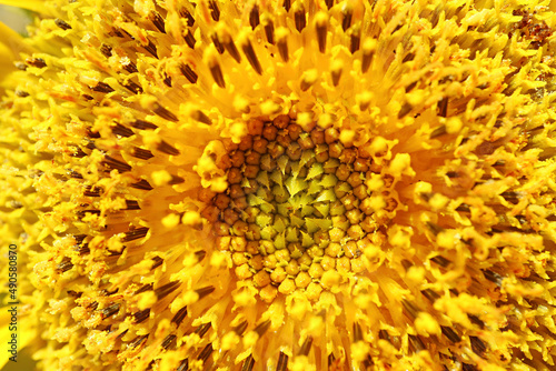 Closeup Incredible Details of Sunflower Disc Floret