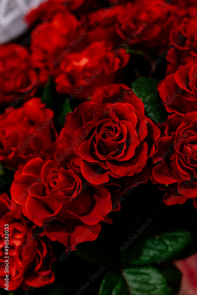 red roses close-up red roses close-up