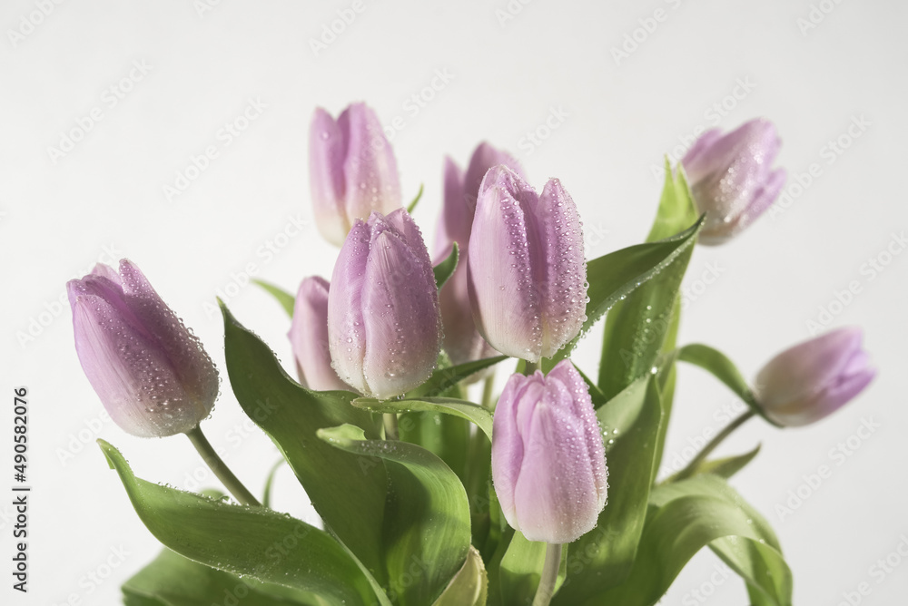 Purple tulips with water drops. Bouquet of spring purple tulips