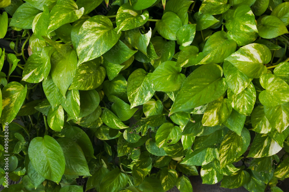 the lush leaves of the golden photos or money plant (Epipremnum aureum) plant that thrives freshly in the garden the lush leaves of the golden photos or money plant (Epipremnum aureum) plant that thrives freshly in the garden