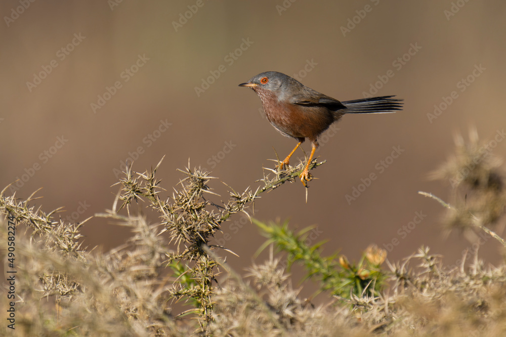 Fototapeta premium Dartford warbler, Sylvia undata,