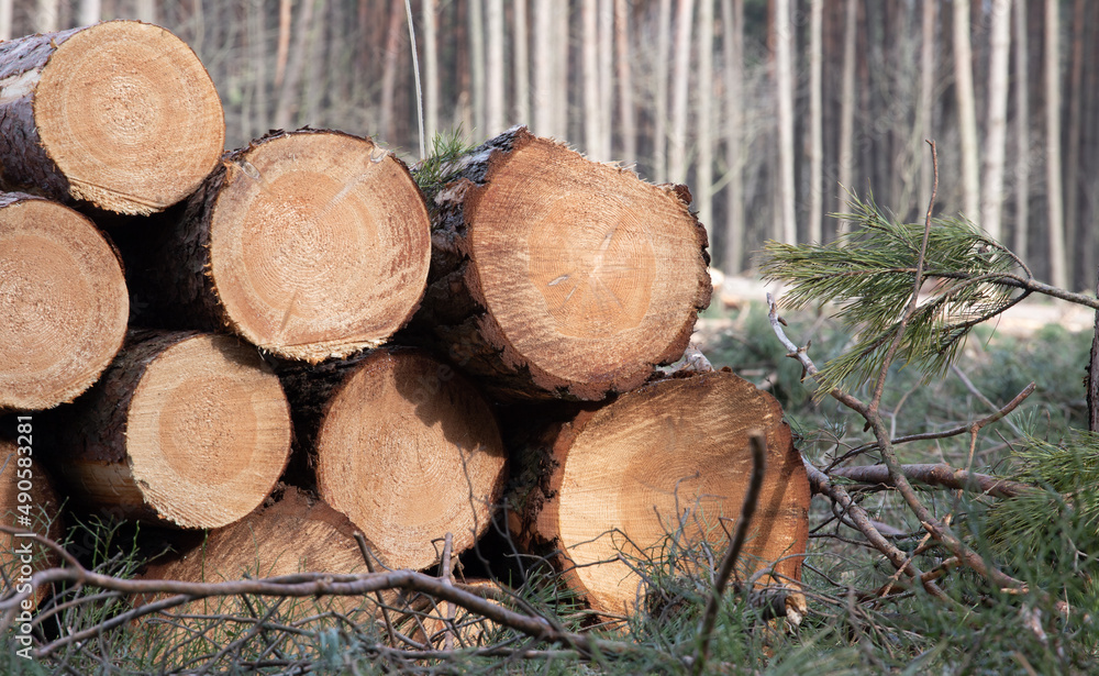 Cut trees on the background of the forest. Pine logs. Deforestation. Poland Europe Cut trees on the background of the forest. Pine logs. Deforestation. Poland Europe