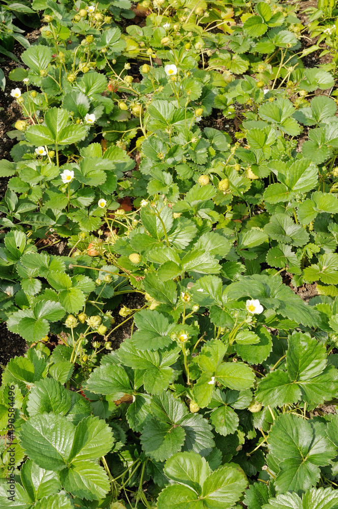 Obraz premium Strawberry beds with plants, flowers and berries