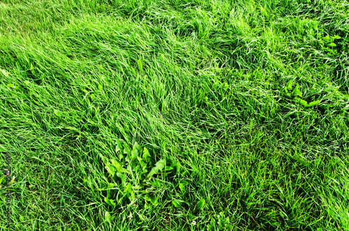 Grass field background. Green grass. Green background.