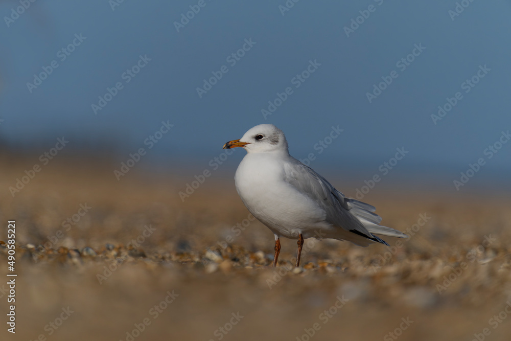 Mediterranean gull, Larus melanocephalus, Mediterranean gull, Larus melanocephalus,