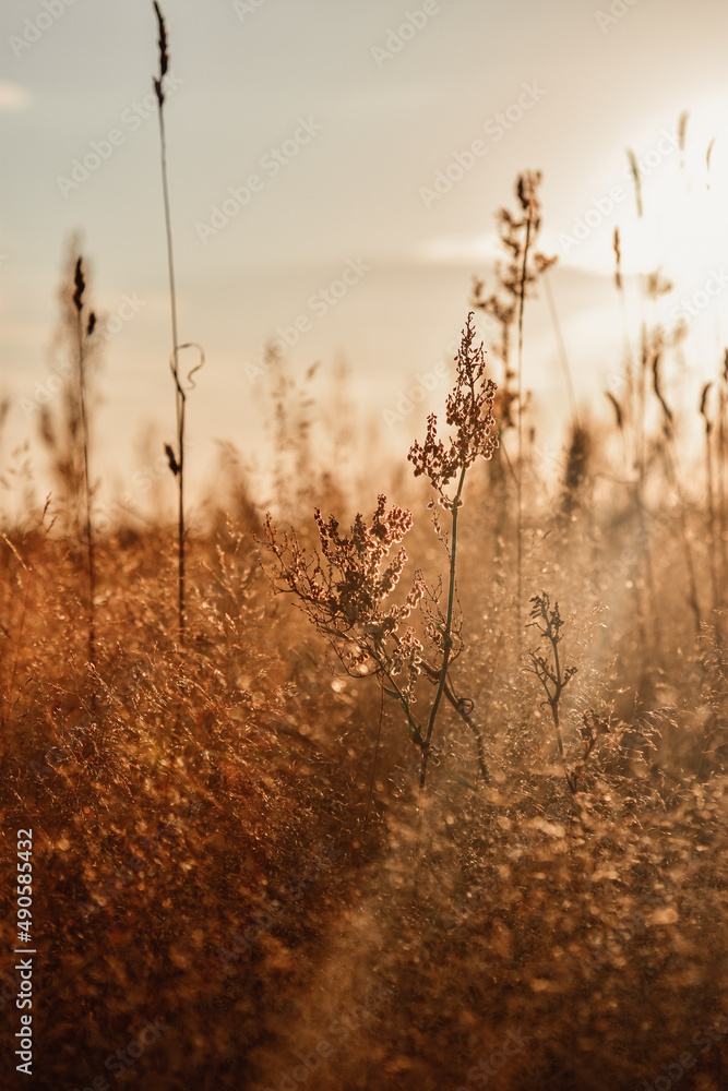 Wheat field Wheat field