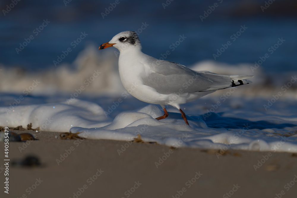 Mediterranean gull, Larus melanocephalus, Mediterranean gull, Larus melanocephalus,