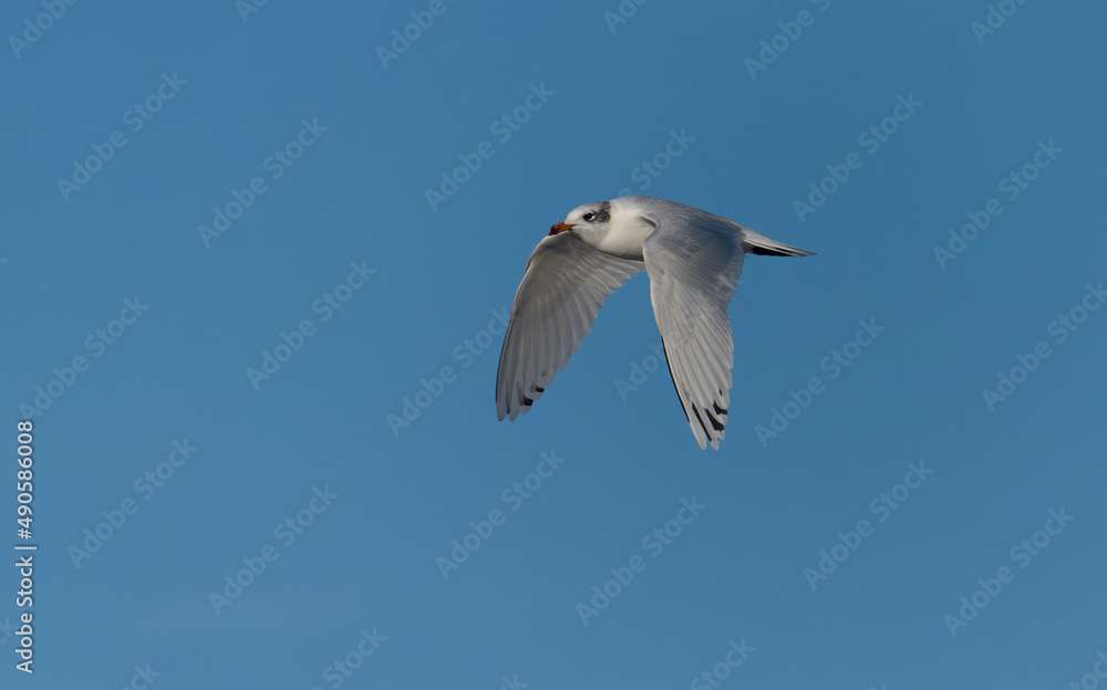 Mediterranean gull, Larus melanocephalus,