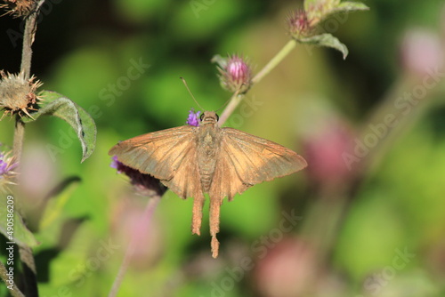 butterfly on flower © Henrique Gushiken