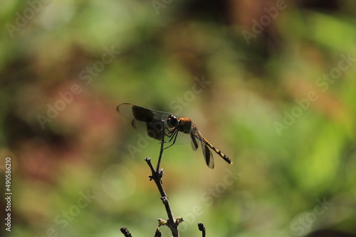 dragonfly on flower © Henrique Gushiken