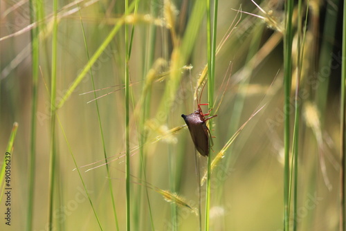 bug on the grass