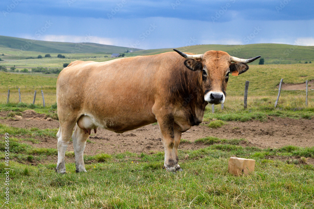 Beautiful Aubrac cow breed with a salt stone, in the mountain pasture. and under a thunderstorm sky.
Beautiful Aubrac cow breed with a salt stone, in the mountain pasture. and under a thunderstorm sky.