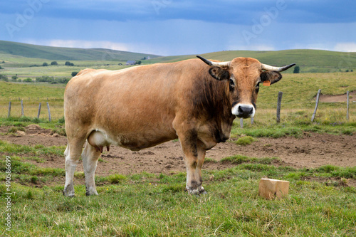 Beautiful Aubrac cow breed with a salt stone  in the mountain pasture. and under a thunderstorm sky.  