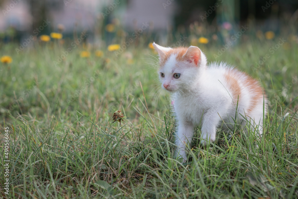 A small frightened kitten runs through the summer grass.