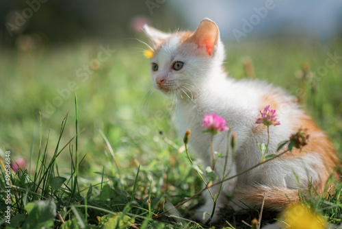 A small frightened kitten runs through the summer grass.