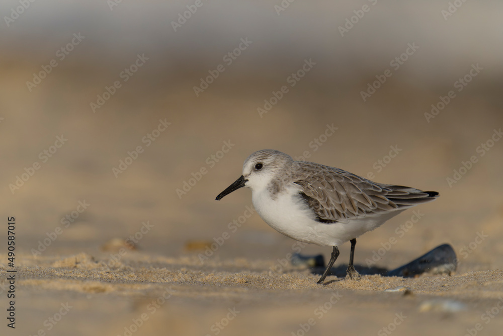 Obraz premium Sanderling, Calidris alba