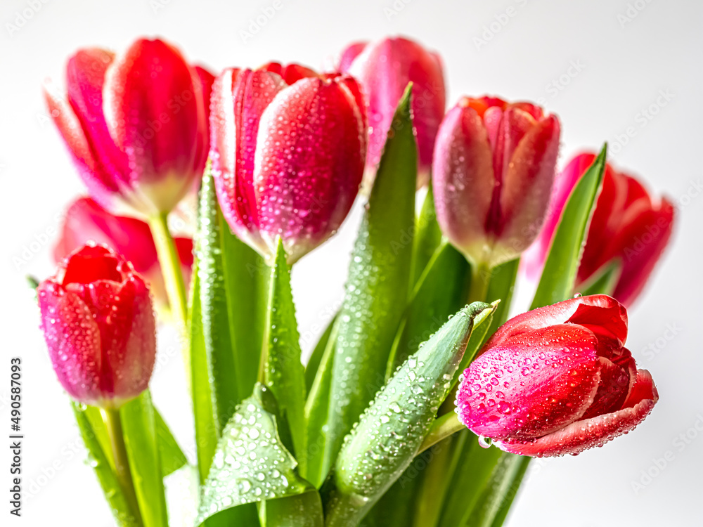 Naklejka premium Tulip, red in presentation