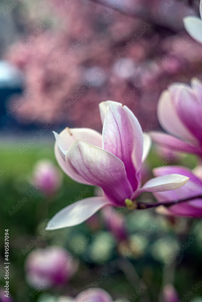 Fototapeta premium Magnolia tree in bloom in early spring
