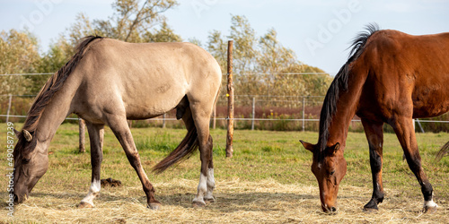 Horses eating hay from the ground on a paddock. Grullo coat color horse  Lusitano breed  and bay horse.