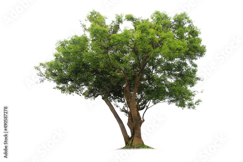 A small tree with large leaves (Care Tree) on a white background.