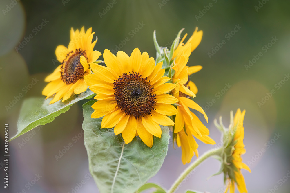 Naklejka premium Sunflower with streams of sunlight and bright yellow color