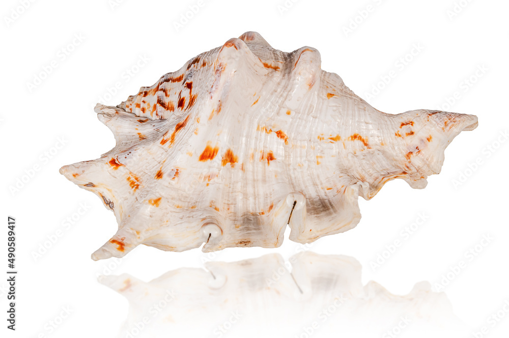 exotic tropical shell isolated on white background with reflection exotic tropical shell isolated on white background with reflection