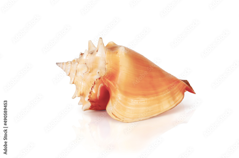 exotic tropical shell isolated on white background with reflection exotic tropical shell isolated on white background with reflection
