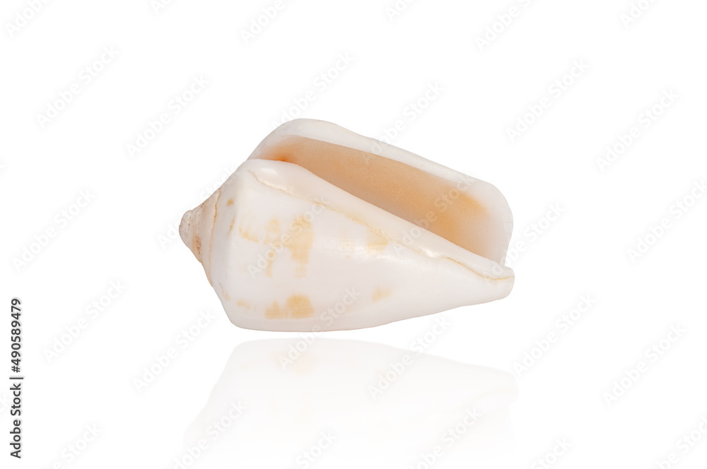 exotic tropical shell isolated on white background with reflection exotic tropical shell isolated on white background with reflection