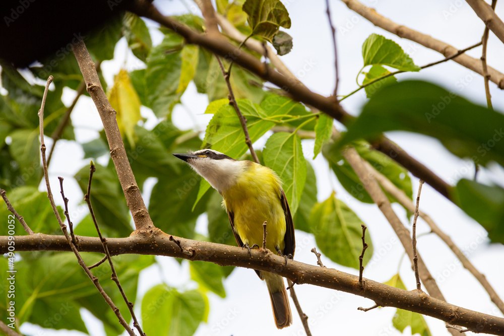 Um pássaro amarelo empoleirado em um galho de uma amoreira. Pitangus sulphuratus. Um pássaro amarelo empoleirado em um galho de uma amoreira. Pitangus sulphuratus.
