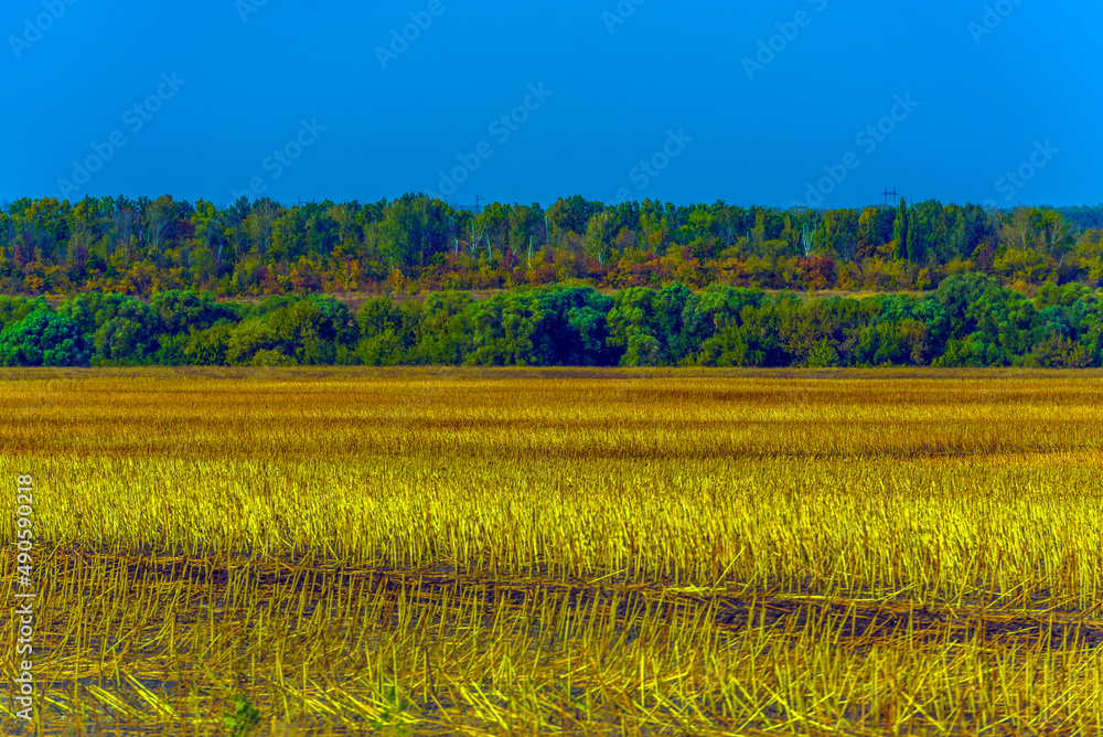 Autumn landscape. Yellow fields and blue sky. Autumn landscape. Yellow fields and blue sky.