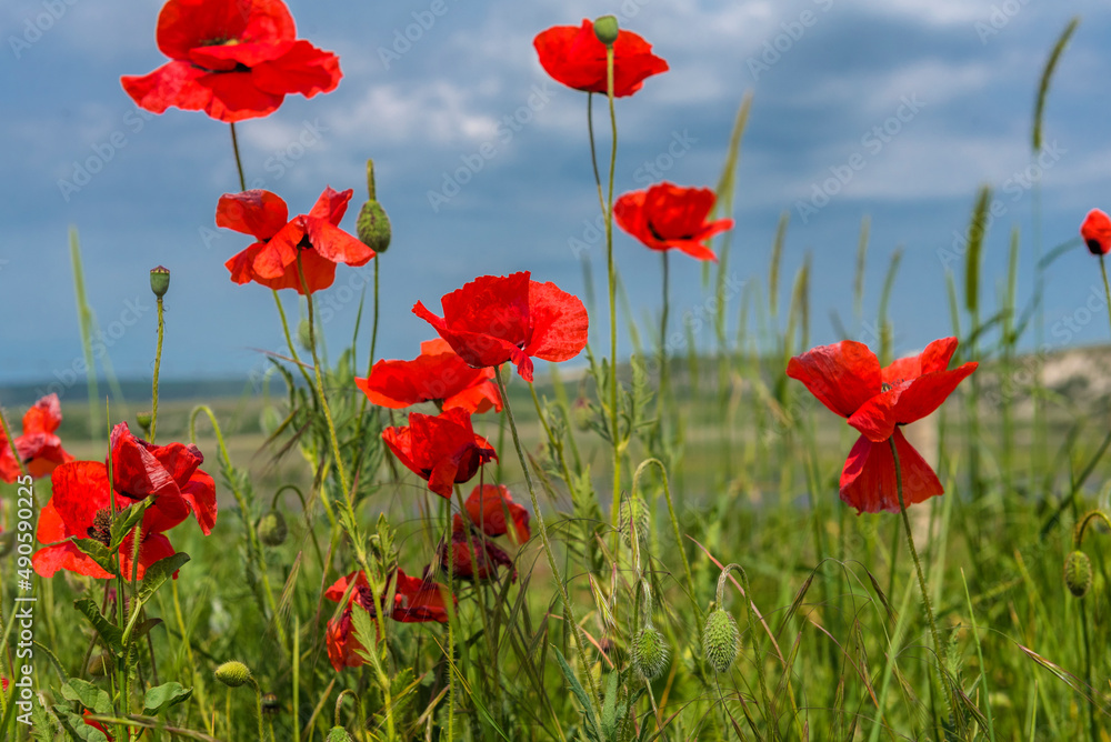 Fototapeta premium red poppies in a field among green grass