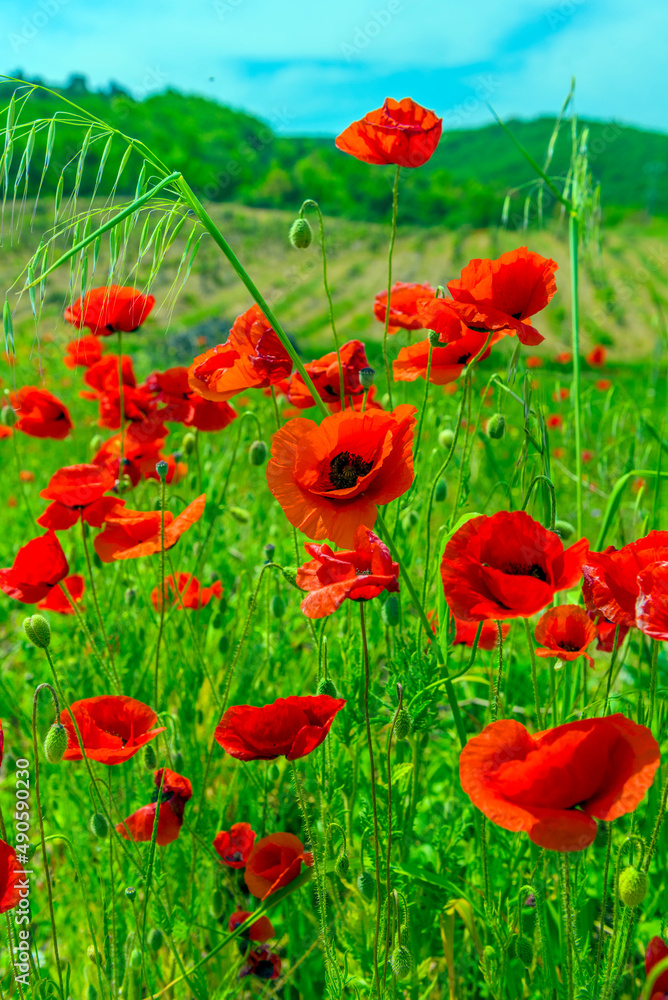 Obraz premium field with red poppies in spring