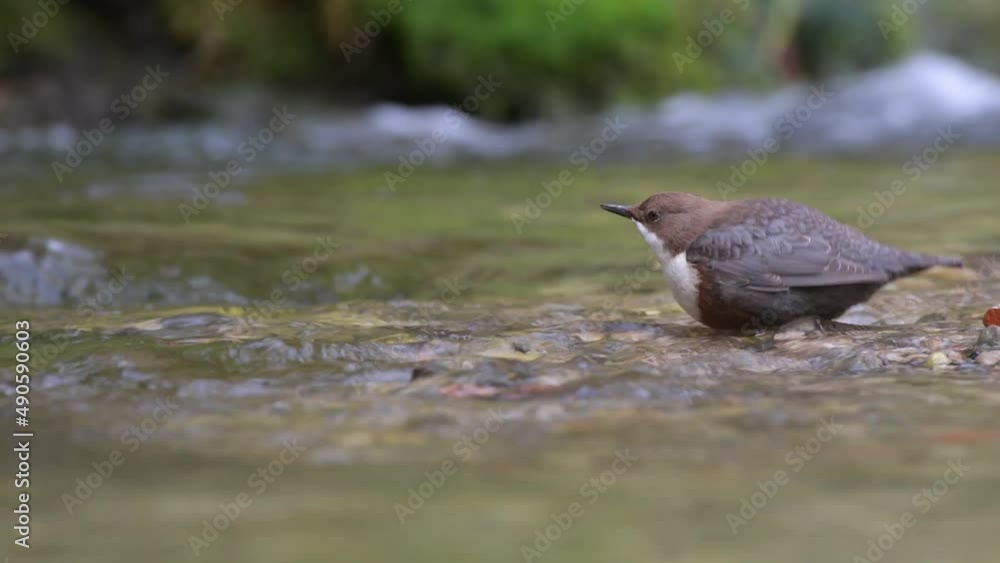 White throated dipper looking for food in the river (Cinclus cinclus) White throated dipper looking for food in the river (Cinclus cinclus)