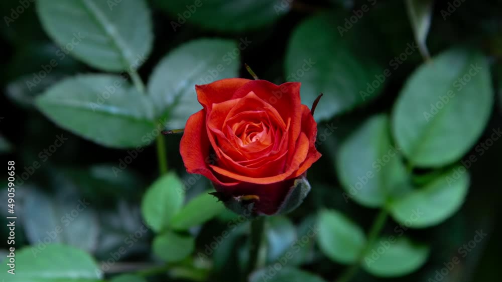 Timelapse of Coral Rose Growing Blossom from Bud to Flower on Green Leaves background. Romantic Symbol of Red Rose Timelapse of Coral Rose Growing Blossom from Bud to Flower on Green Leaves background. Romantic Symbol of Red Rose