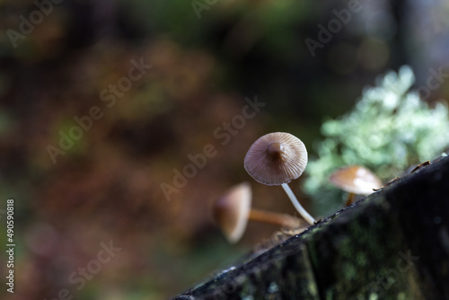 Mushroom Mycena vitilis, on trunk in chestnut forest in autumn photo