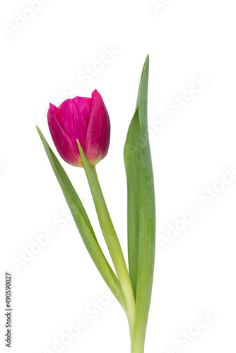 Fototapeta Naklejka Na Ścianę i Meble -  Lilac tulip flower on whitebackground.