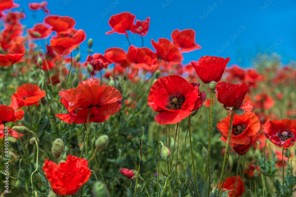 Red poppy flowers in the oil seed rape fields