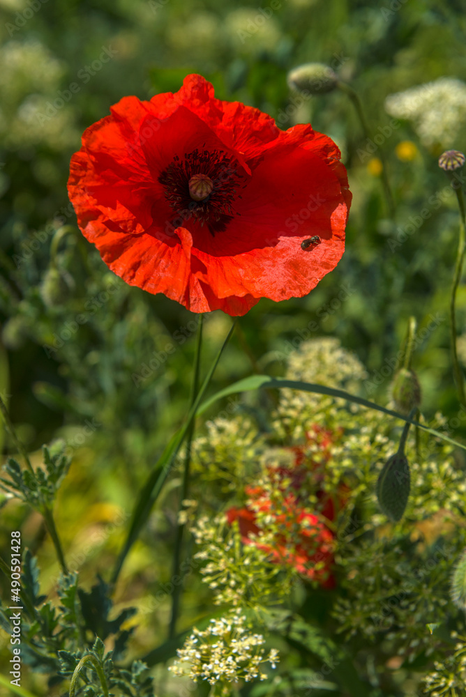 poppies in spring in may in a green field poppies in spring in may in a green field