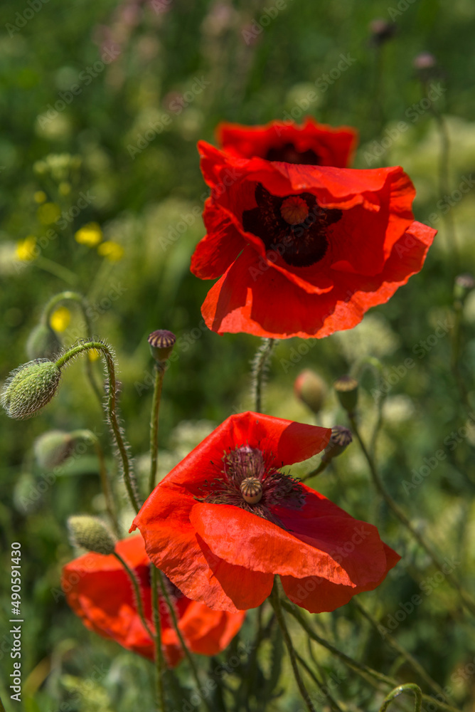 Obraz premium poppies in spring in may in a green field