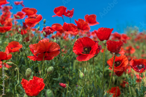 Red poppy flowers in the oil seed rape fields