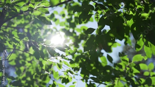 The sun's rays break through the leaves